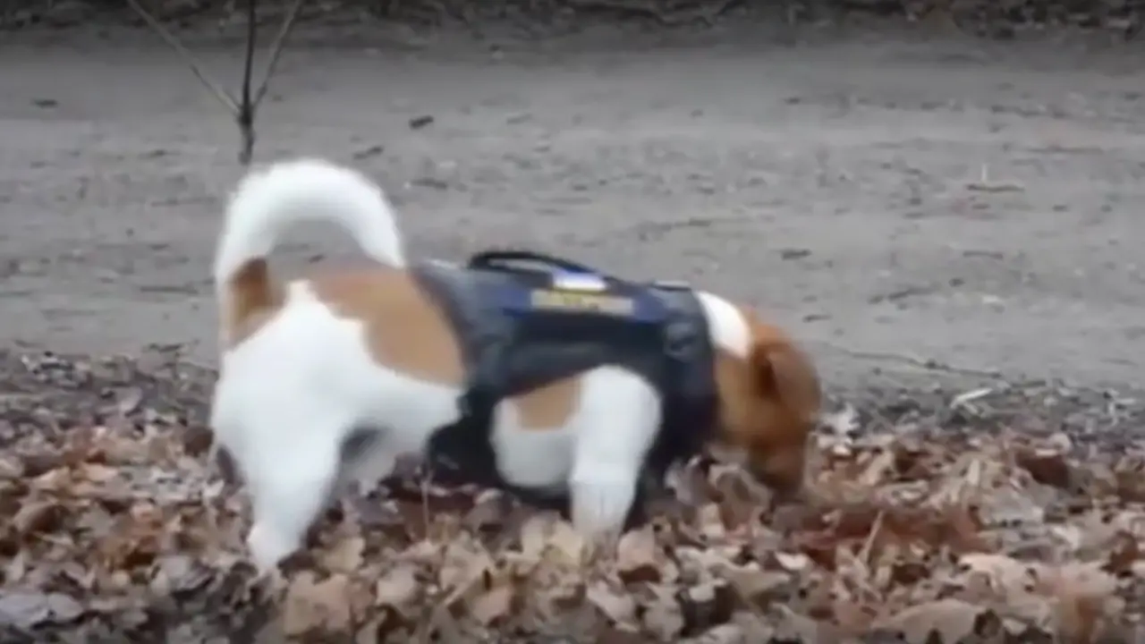 <p> Patron, el perro que busca minas en Ucrania </p>