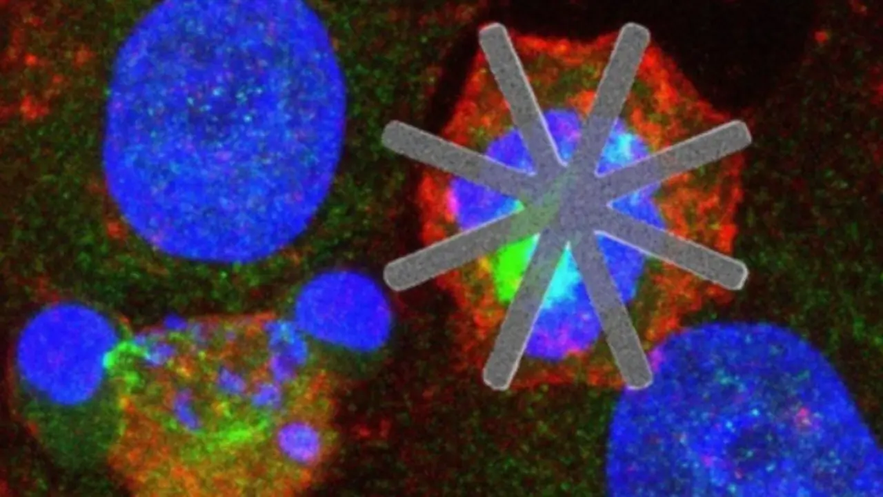 <p> Investigaci&oacute;n llevada a cabo por el Consejo Superior de Investigaciones Cient&iacute;ficas introduce chips dentro de c&eacute;lulas vivas como f&aacute;rmacos. Fuente EUROPA PRESS. </p>