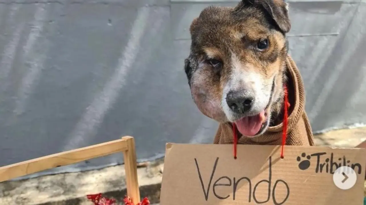 <p> El perrito Tribl&iacute;n </p>