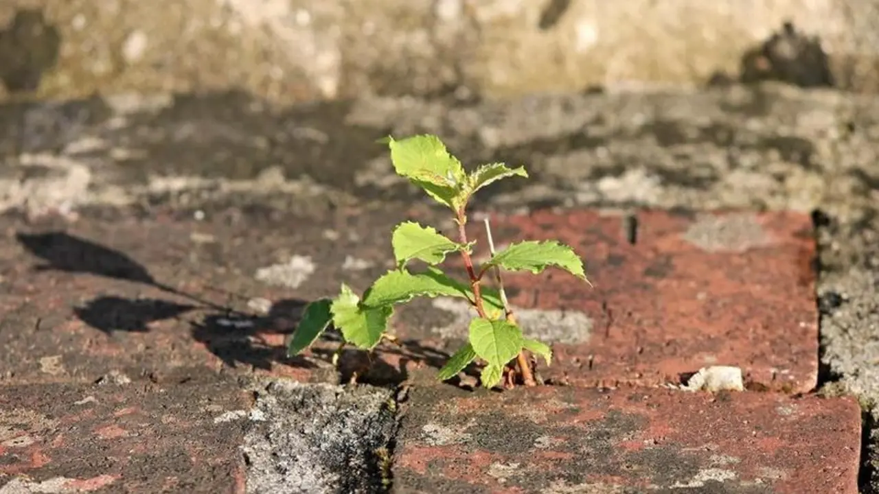 <p> Planta creciendo entre los ladrillos asfaltados en una calle </p>