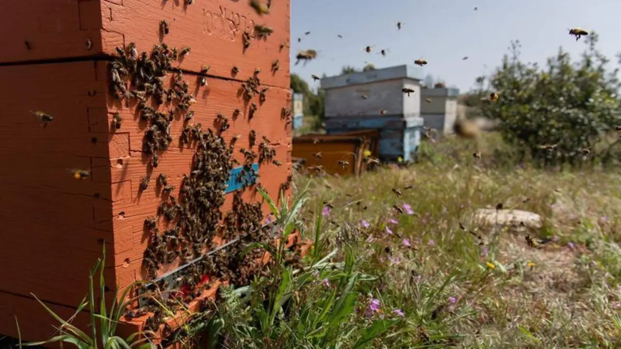 <p> Una familia de abejas de regreso a su colmenar, en la empresa ap&iacute;cola &lsquo;La Abeja Viajera&rsquo;, a 29 de abril de 2022, en Navalafuente, Madrid </p>