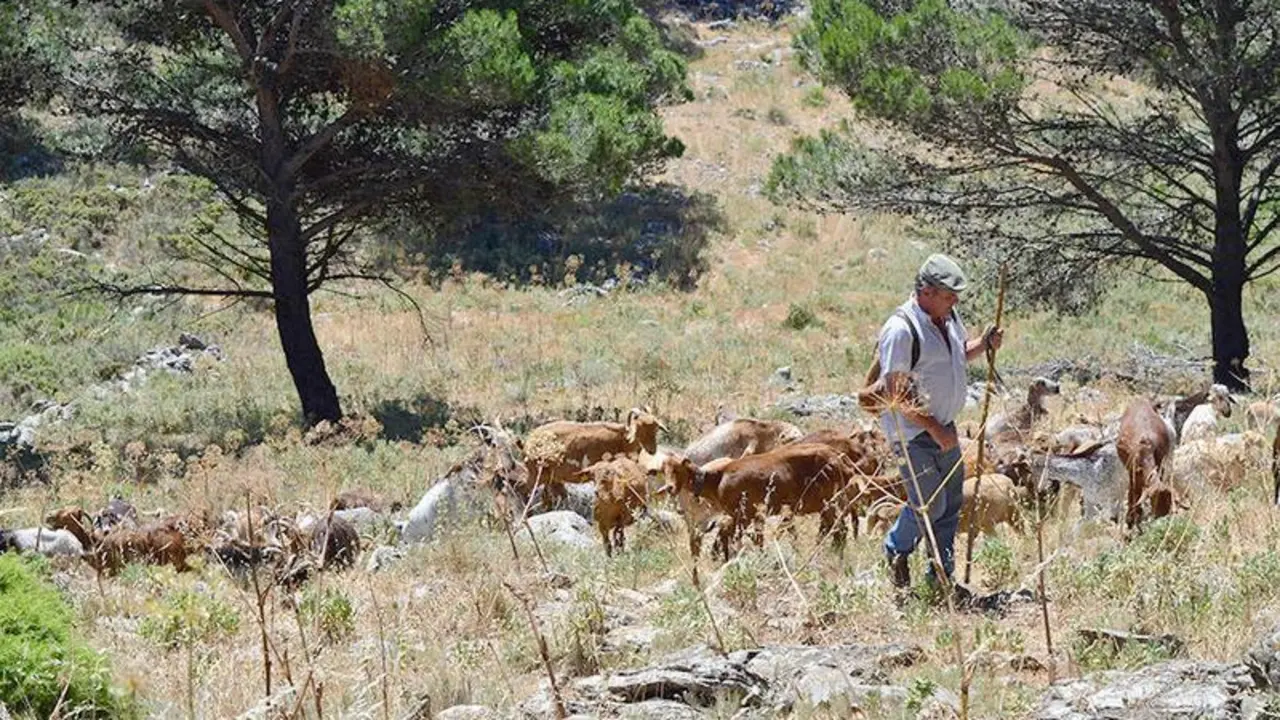 <p> Un pastor conduce su reba&ntilde;o por un monte p&uacute;blico en la Sierra de C&oacute;rdoba - P&aacute;gina de la Junta de Andaluc&iacute;a </p>