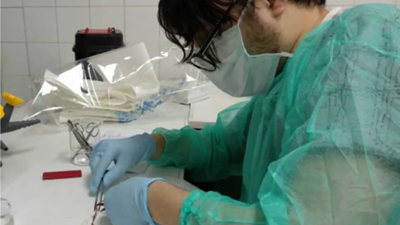 <p> El investigador de la Universidad de M&aacute;laga &Aacute;ngel Mart&iacute;nez en el laboratorio realizando un estudio del tanatomicrobioma. </p>