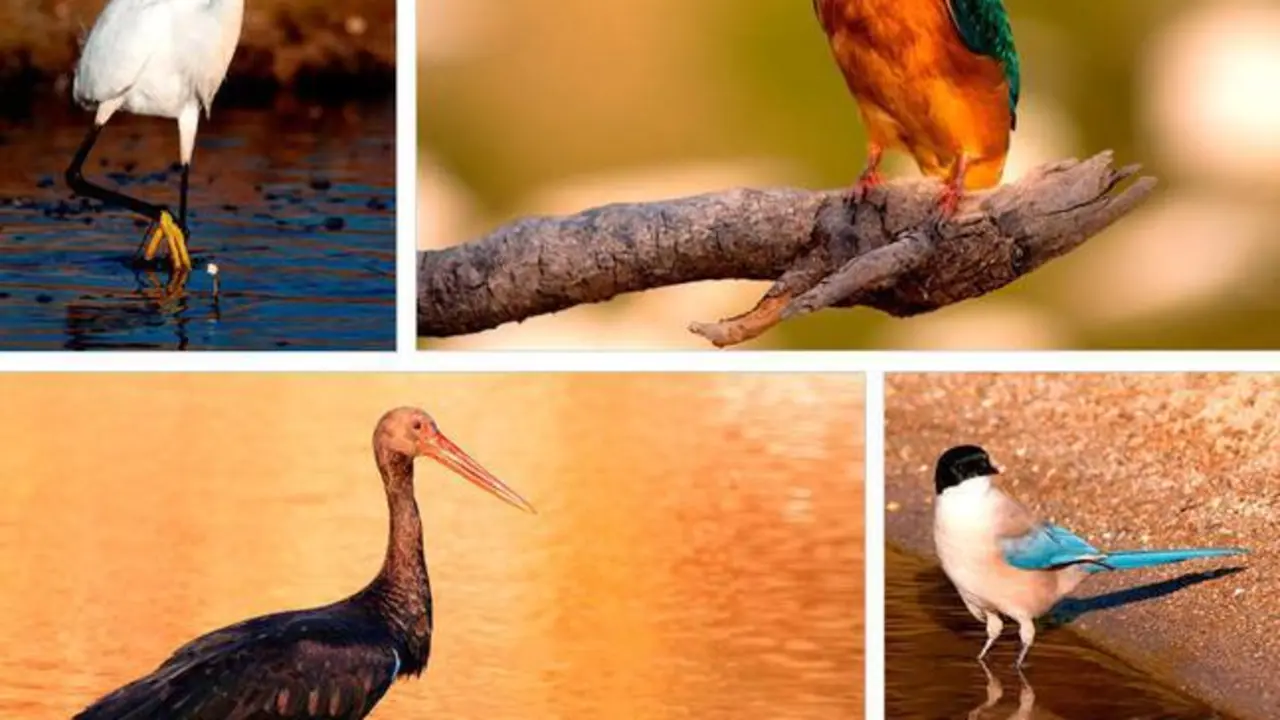 <p> Diferentes especies de aves. Fotos de Salvador Arenas-Castro </p>