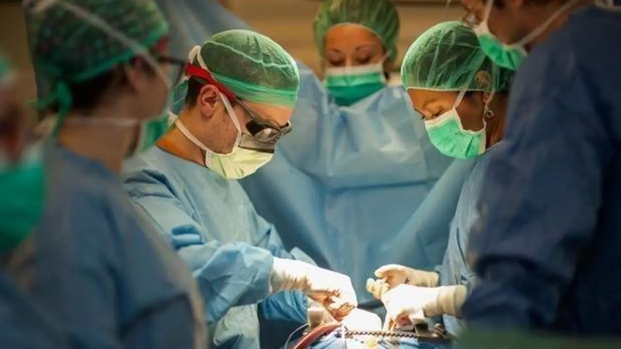 <p> Trasplante. </p>