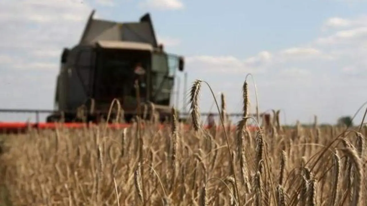 <p> Campo de trigo </p>