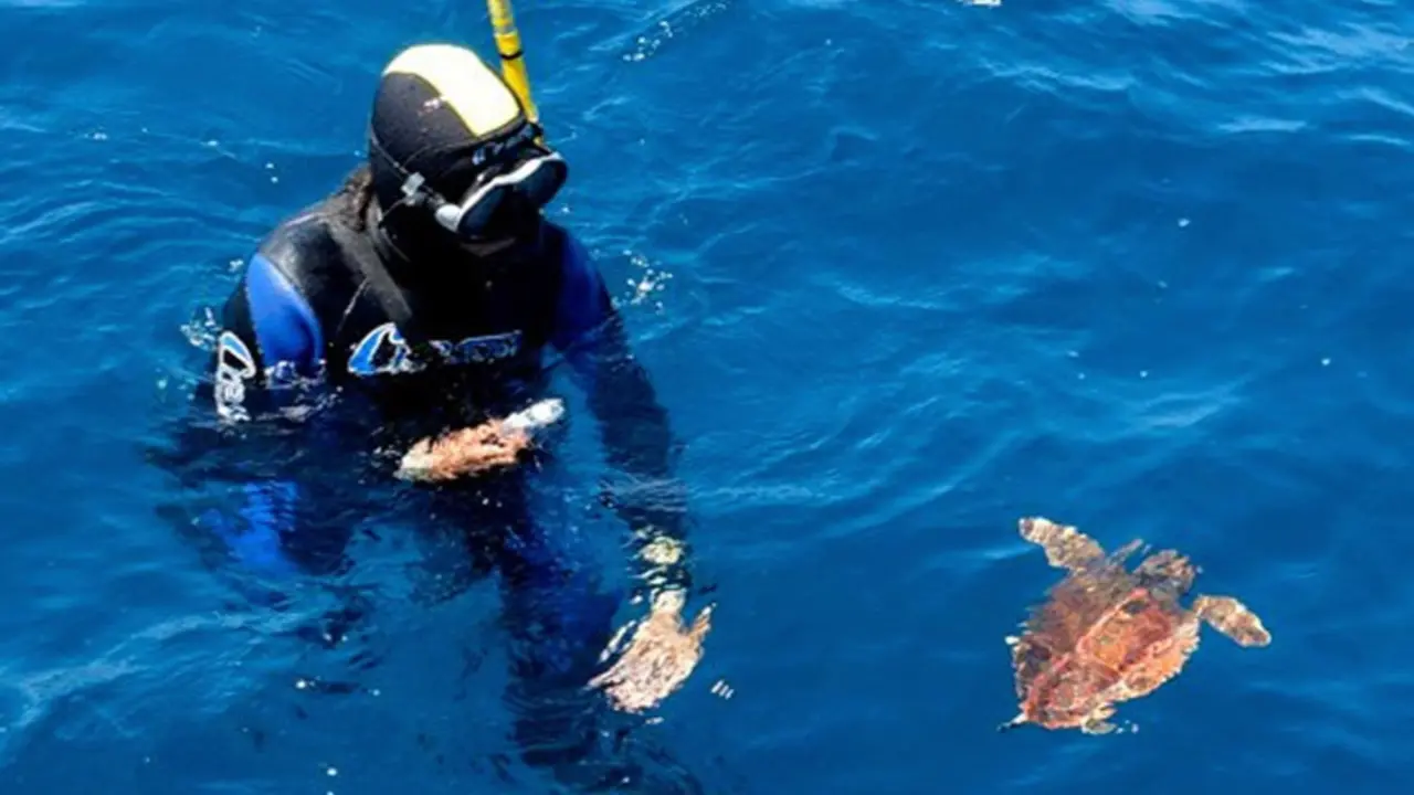 <p> La tortuga marina 'Comanchita'. - XUNTA DE GALICIA </p>