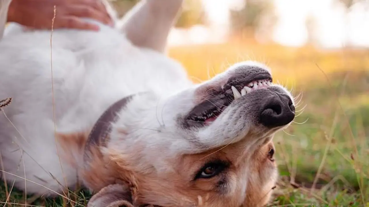 <p> dog-gets-belly-scratch-pubdomain-Lucian-Dachman </p>