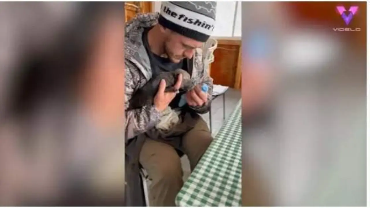<p> Esta fue la heroica acci&oacute;n de un hombre que se encontr&oacute; una camada de lobos en su casa - YOUTUBE - VIDELO </p>