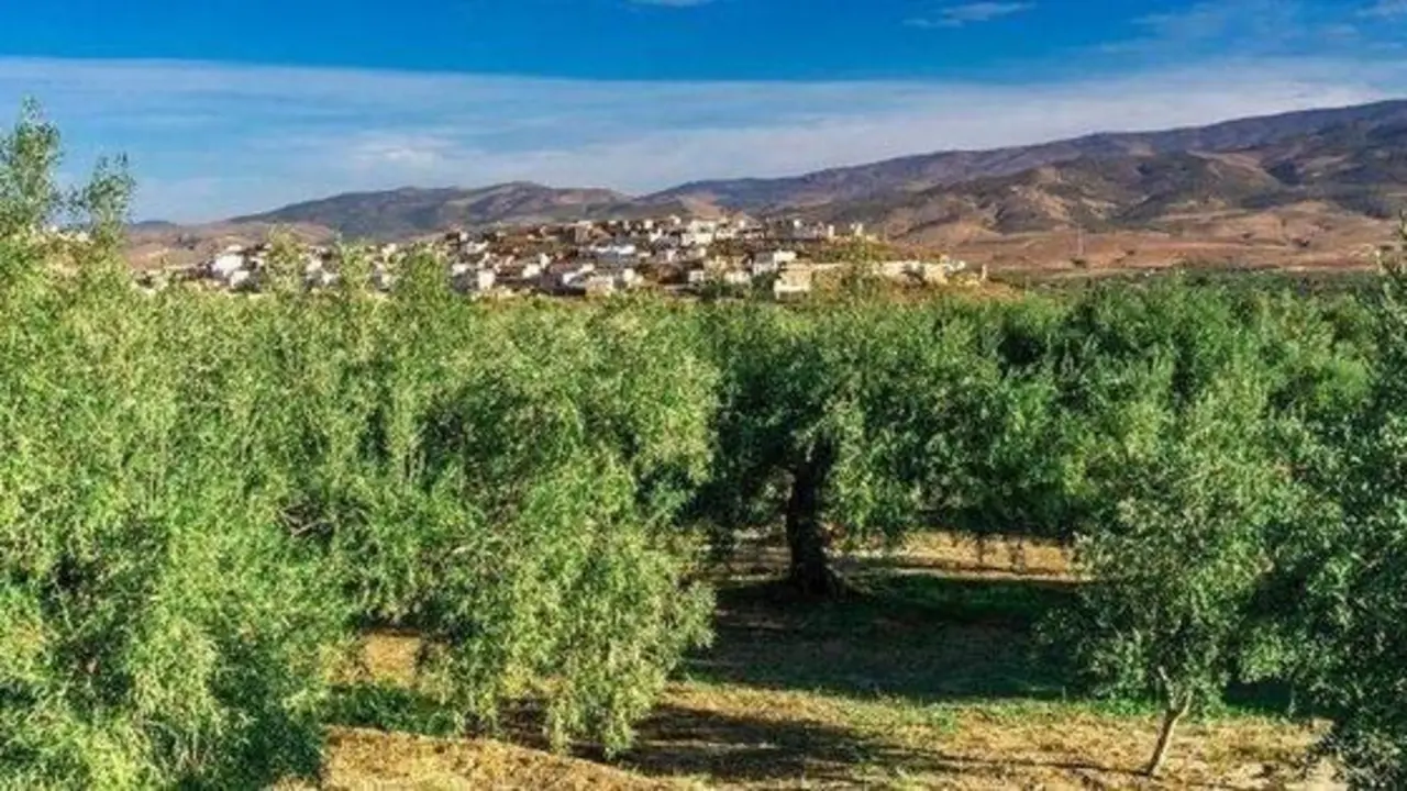 Campos de olivos. Imagen de archivo