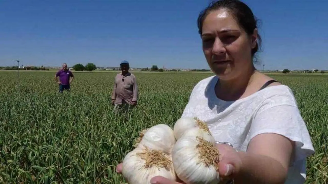 <p> Recogida de ajos<br><br>RTVE </p>