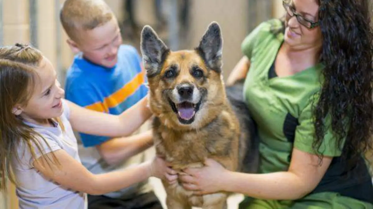 <p> Perro adulto con su nueva familia </p>