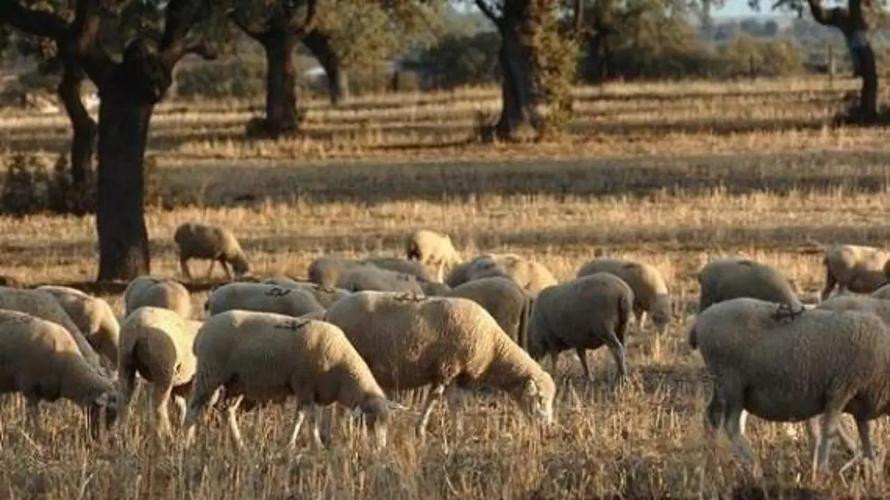 <p> Dehesa de Los Pedroches (foto de archivo) </p>
