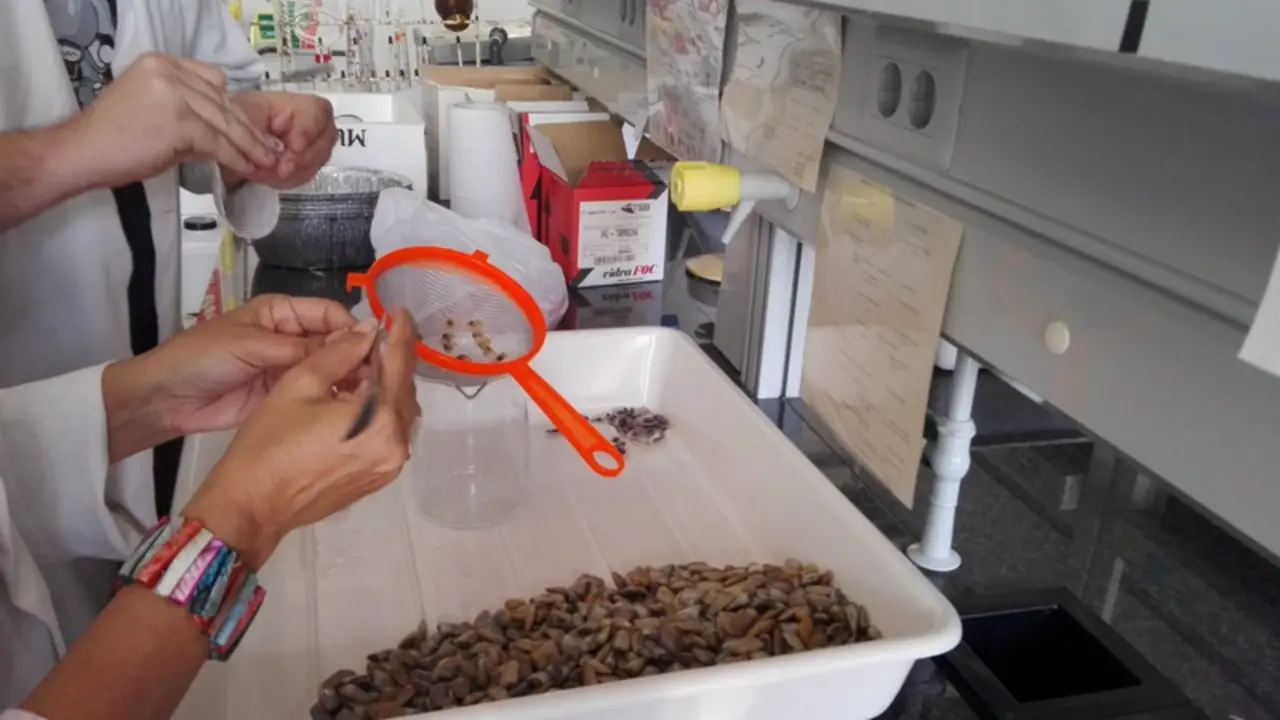 <p> Un adulto consume unos 8.100 micropl&aacute;sticos al a&ntilde;o a trav&eacute;s de moluscos de media - URV </p>