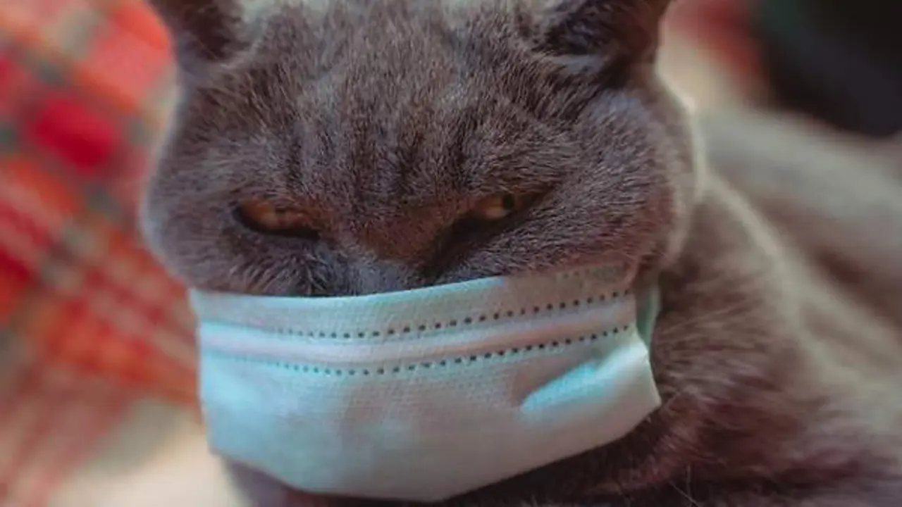<p> Gato con mascarilla </p>