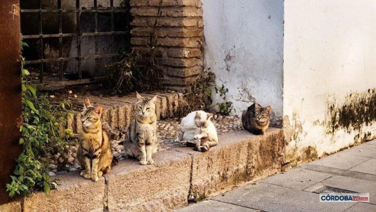 <p> Gatos callejeros | Jos&eacute; Le&oacute;n </p>