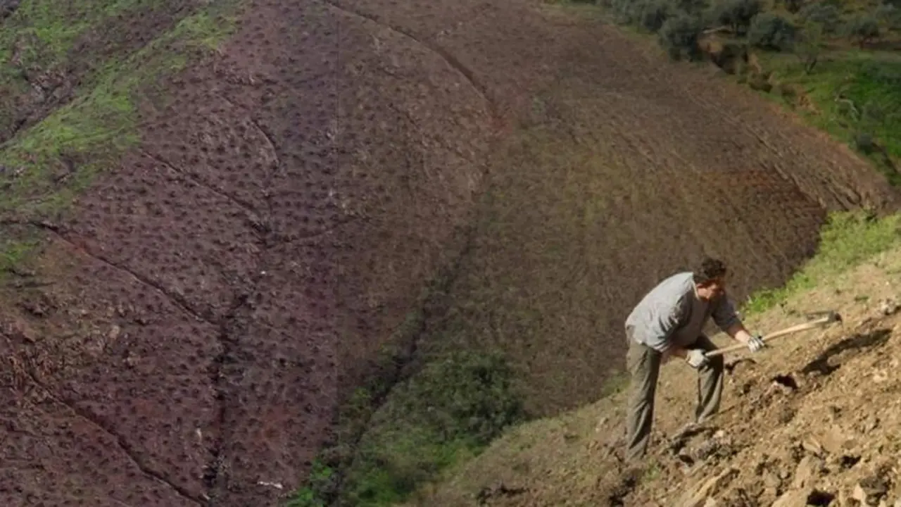 <p> Agricultor andaluz trabajando en una finca especializada en la uva pasa. JUNTA DE ANDALUC&Iacute;A </p>