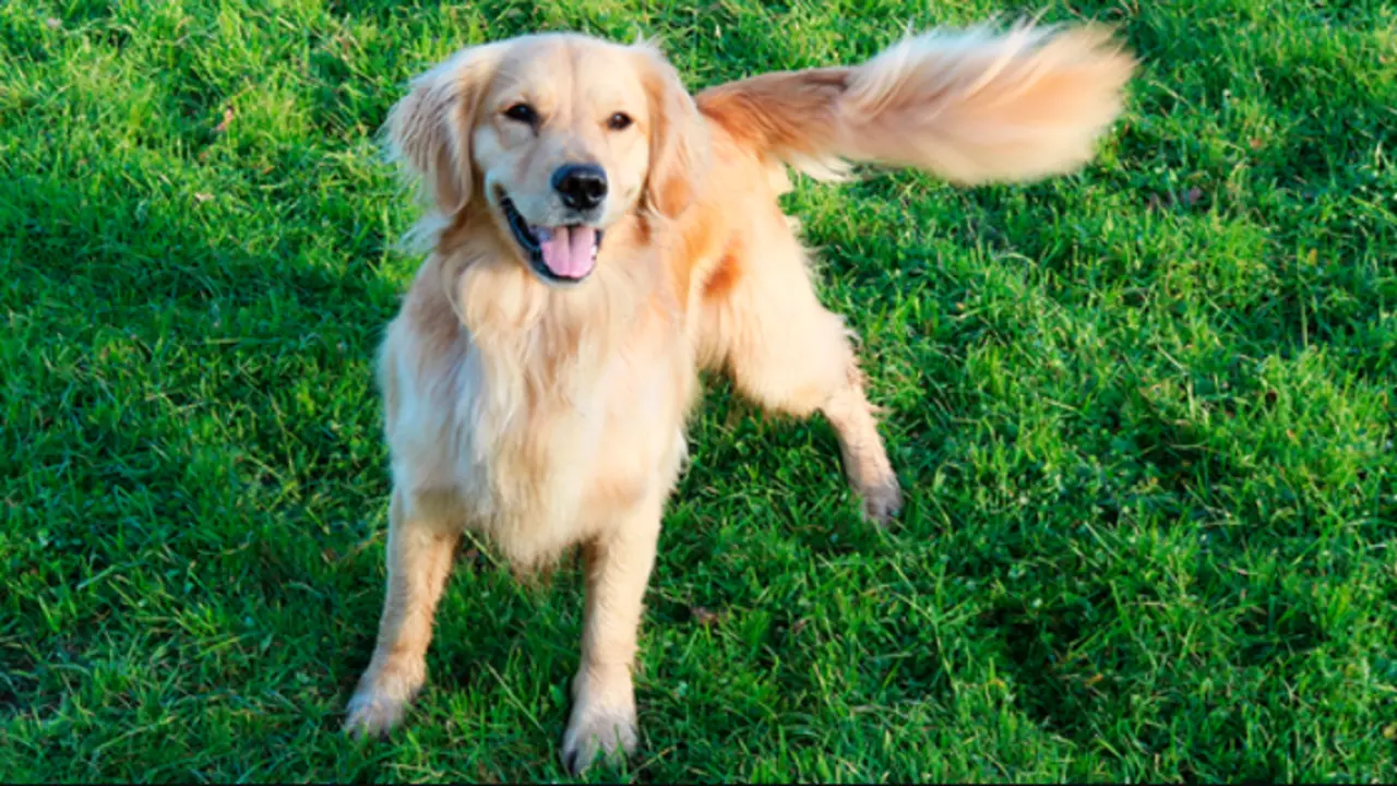 <p> Imagen de archivo de un perro en un jard&iacute;n </p>