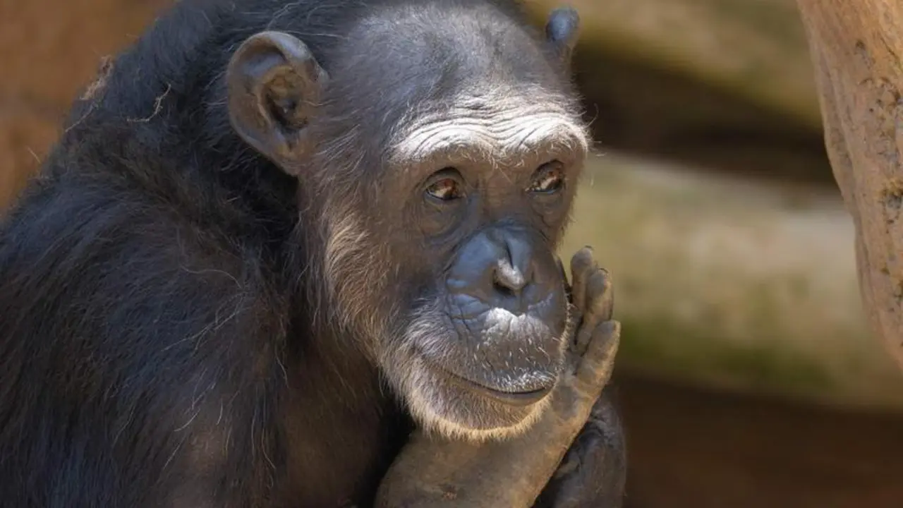<p> Julieta, la chimpanc&eacute; rescatada </p>