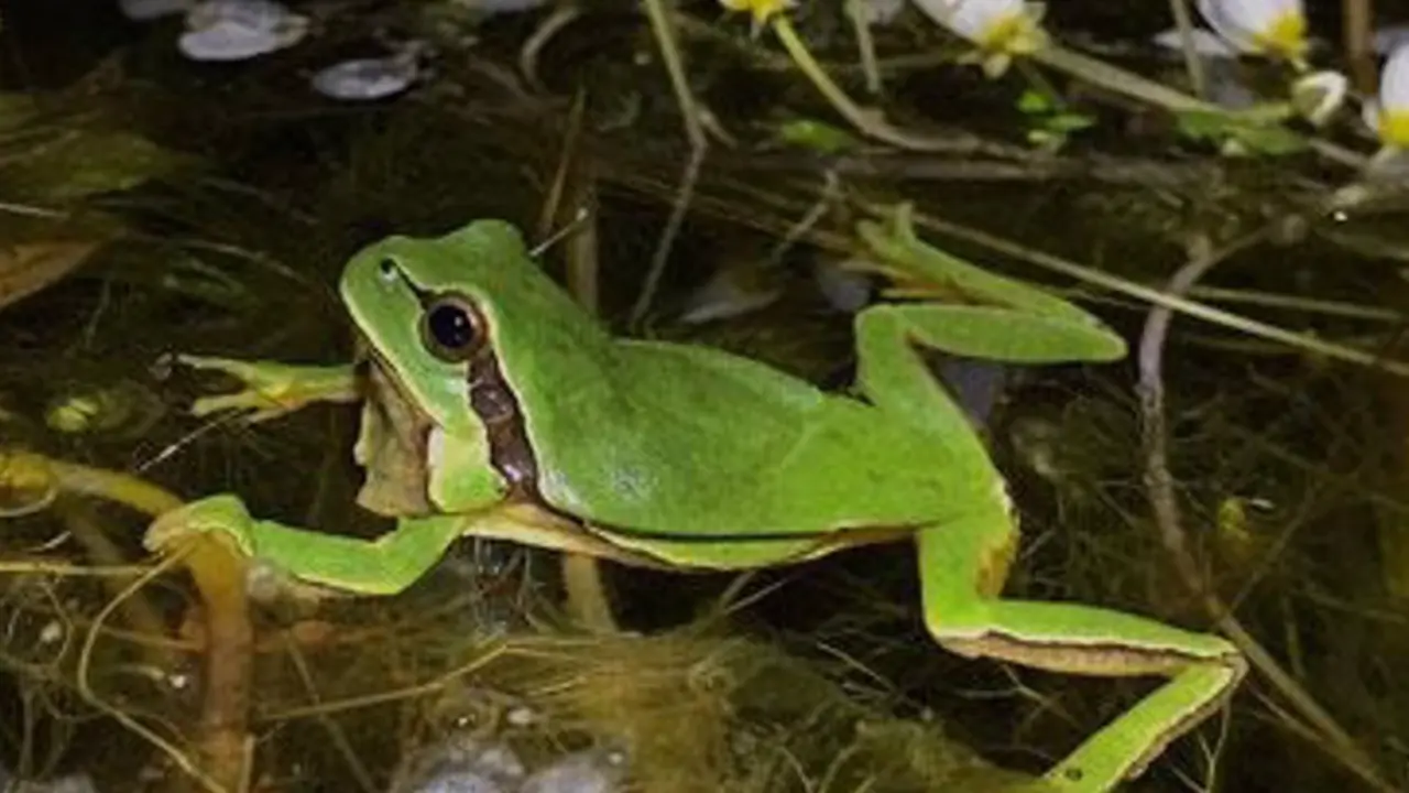 <p> Expertos descubren que el "canto" de los animales ayuda a entender los efectos del cambio clim&aacute;tico en su comportamiento - MNCN </p>