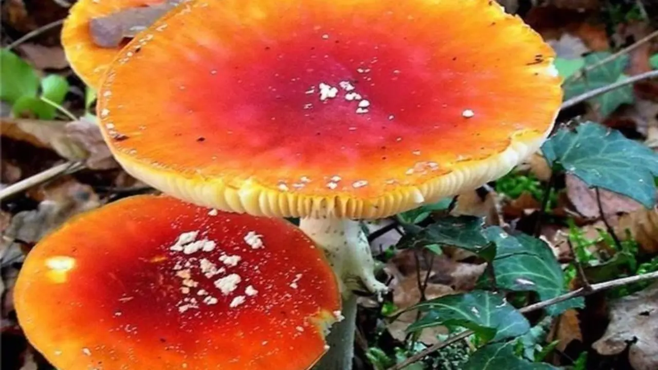 <p> Setas psicod&eacute;licas. Archivo Europa Press </p>