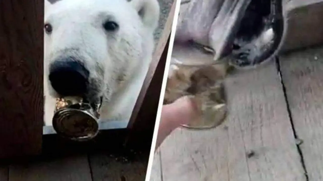 <p> Osa polar con una lata enganchada en su lengua. Twitter </p>