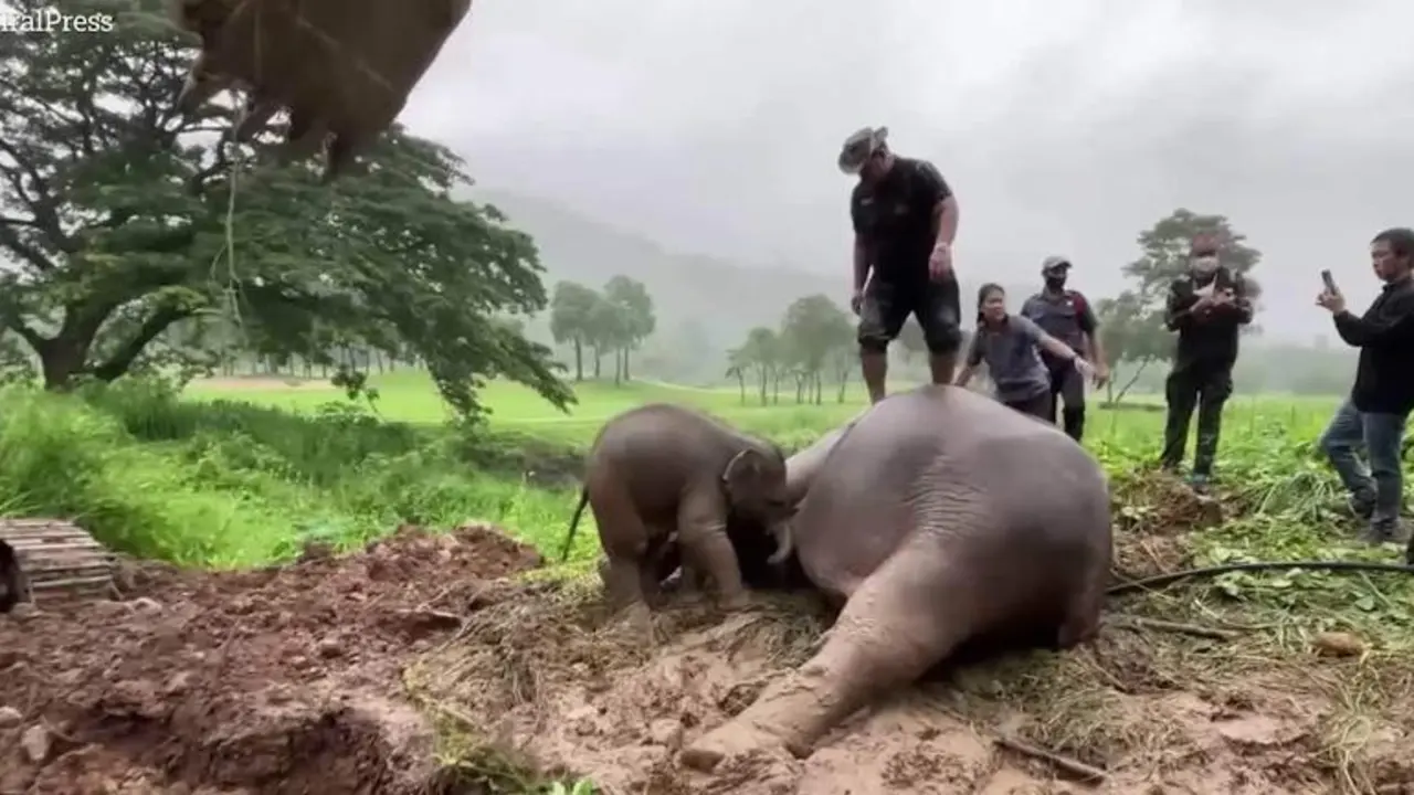 <p> Momento en el que hacen la RCP a la mam&aacute; elefante. YOUTUBE </p>