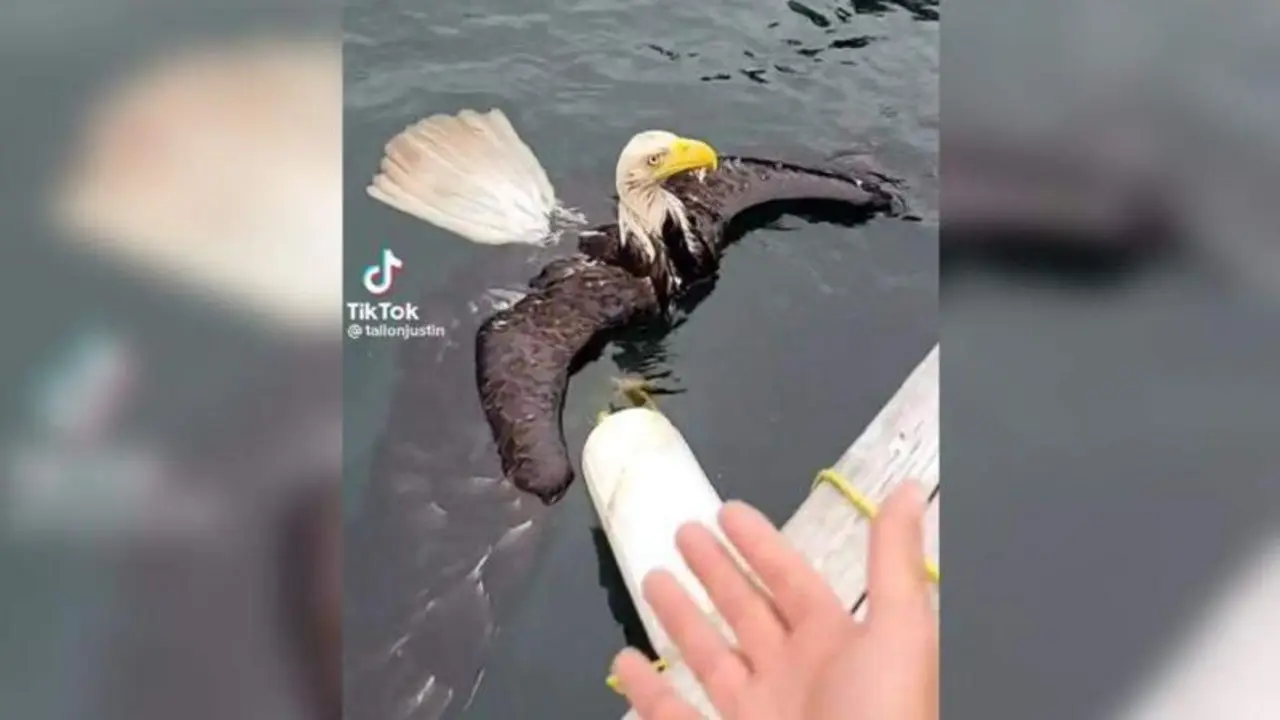 <p> Captura del v&iacute;deo donde Tallon rescata al &aacute;guila </p>