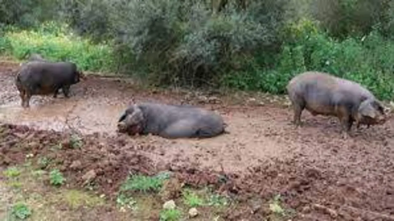 <p> Se podr&aacute;n resucitar &oacute;rganos de cerdos en poco tiempo - EP </p>