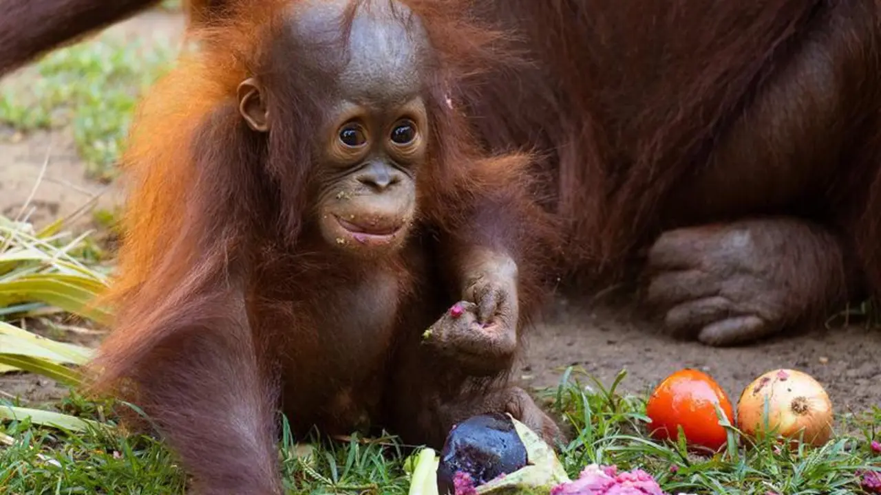 <p> Neo Bioparc Fuengirola. </p>