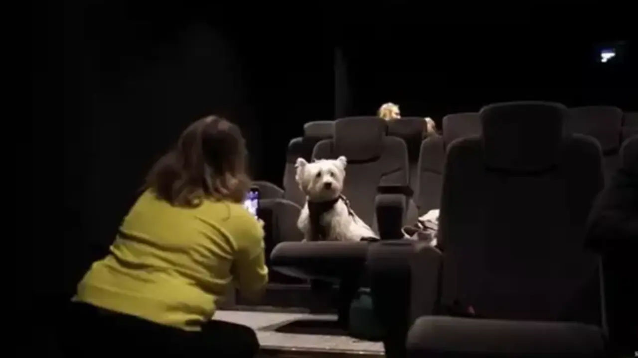 <p> Abre el primer cine para perros en Manchester - YOUTUBE - VIDELO </p>