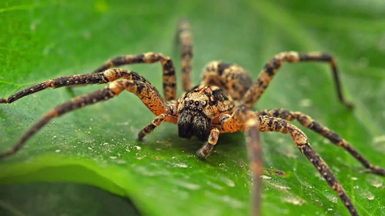 <p> Foto de una ara&ntilde;a </p>