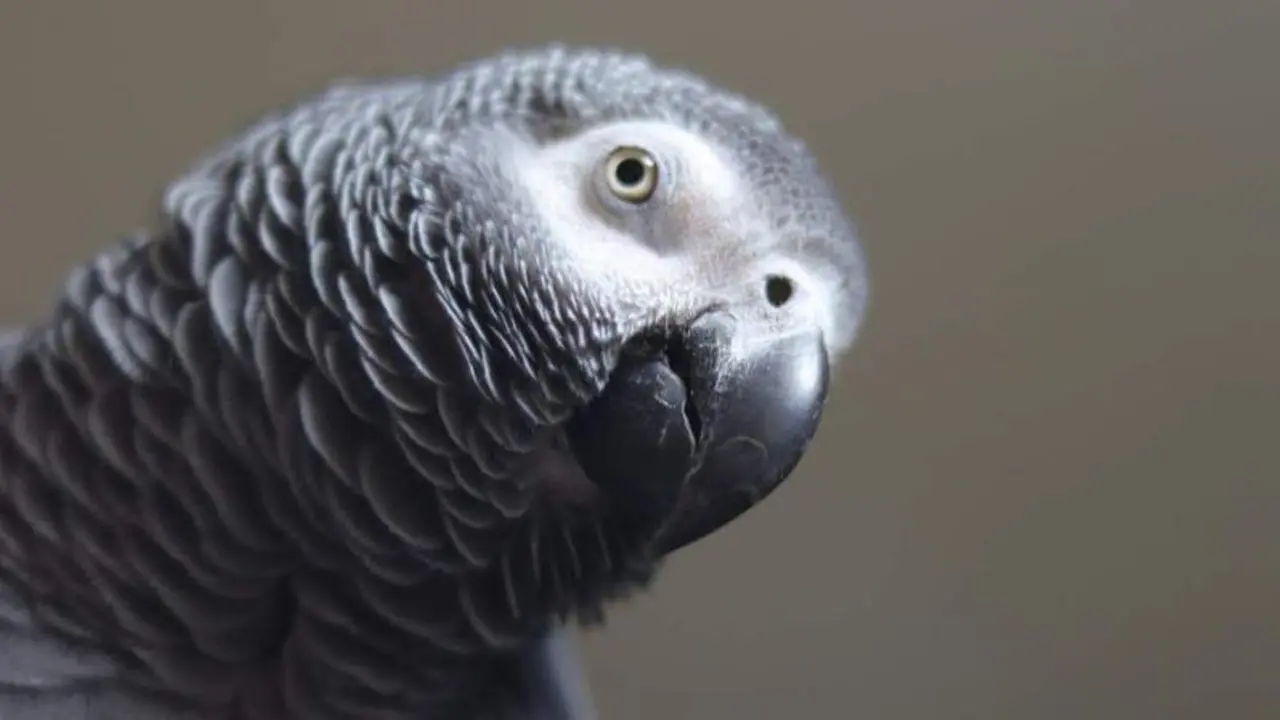 <p> Imagen de un loro Yaco </p>