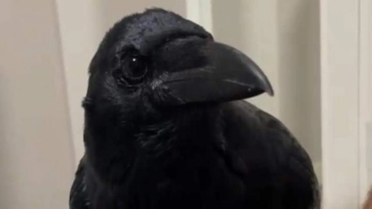 <p> La cuerva Vanta. Fuente: Vantatheraven </p>