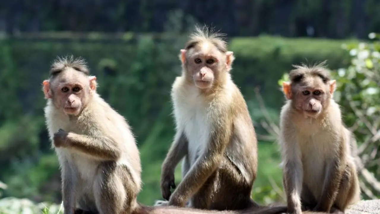 <p> La OMS advierte contra la matanza de monos en Brasil por el miedo de la gente a contagiarse de la viruela del mono </p>