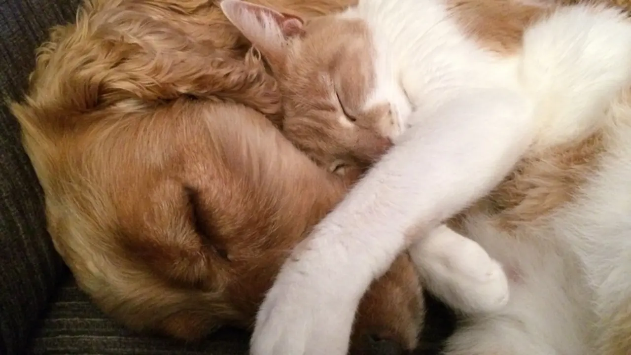 <p> Perrita durmiendo junto a un gato </p>