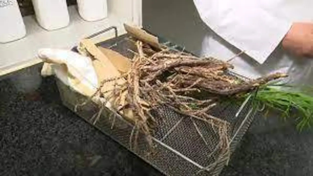 <p> Biocombustible a partir de ramas, tela y cart&oacute;n </p>