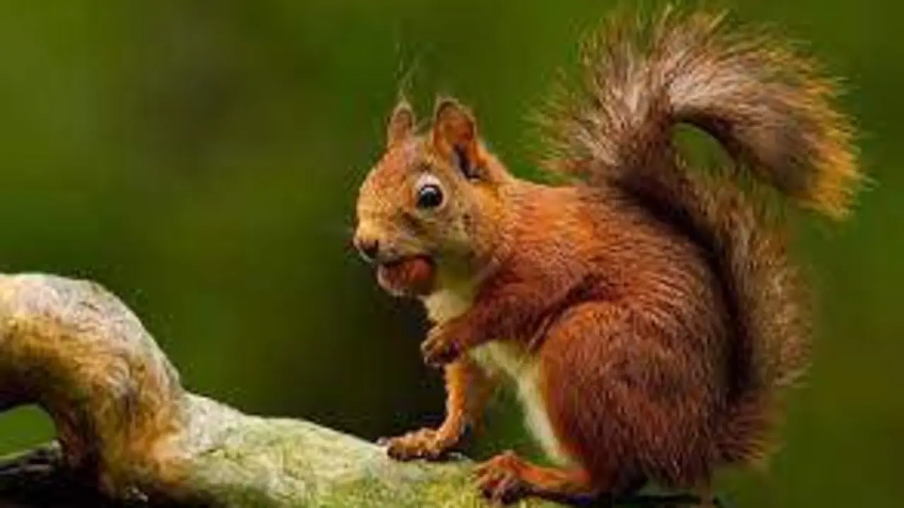 <p> Imagen de una ardilla - EP </p>