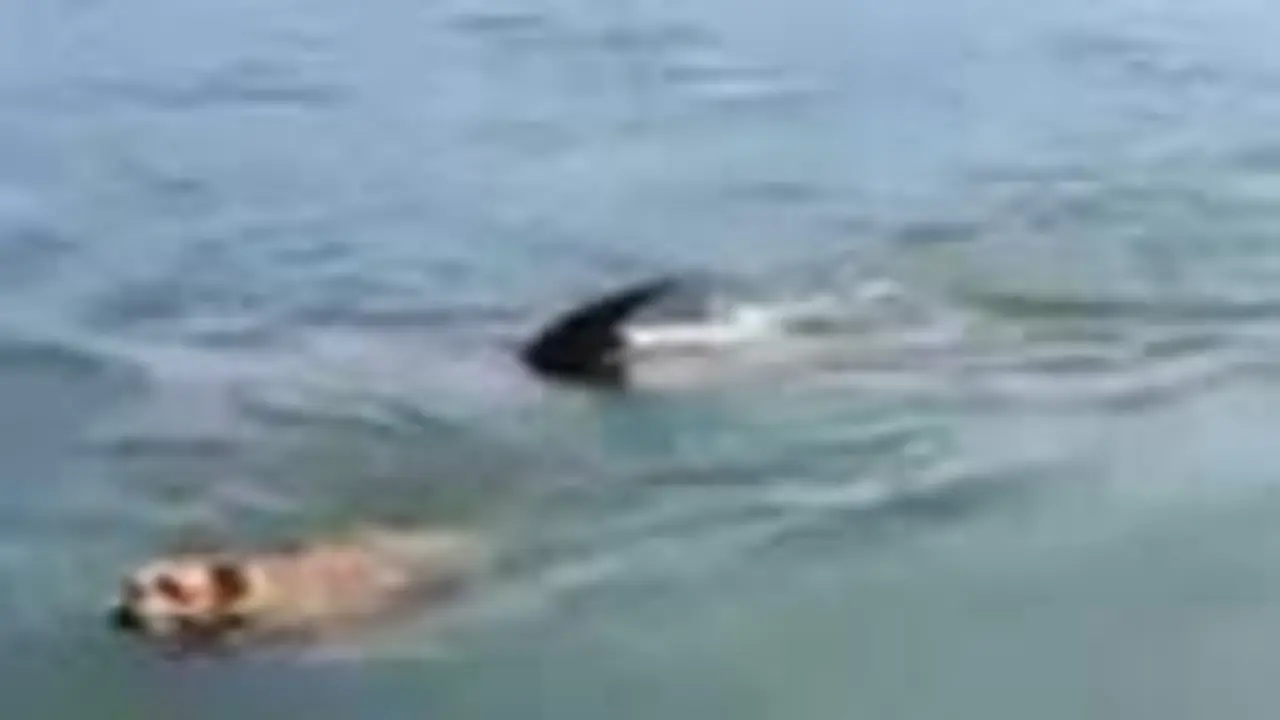 <p> Perro y delf&iacute;n juegan juntos en una playa de A Coru&ntilde;a </p>