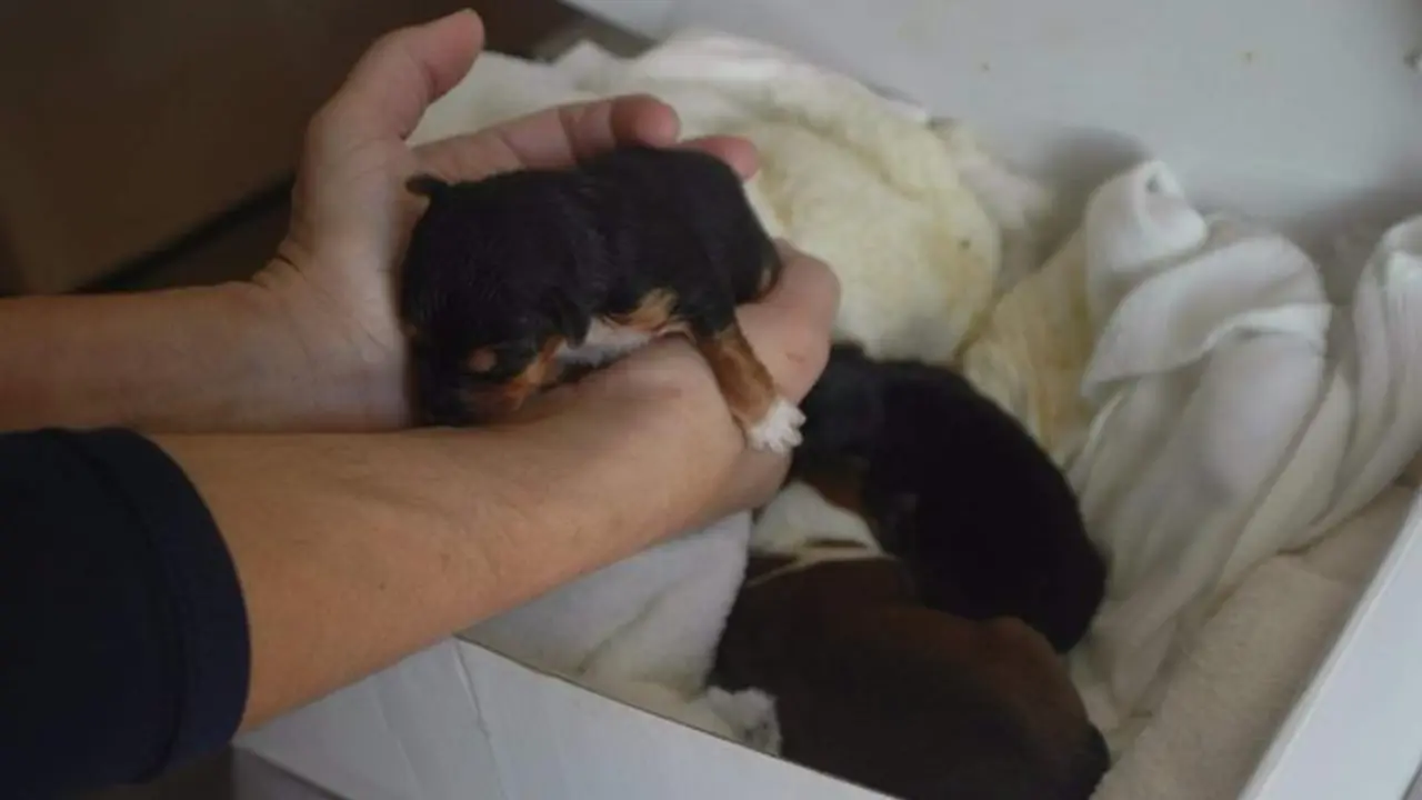 <p> Tres cachorros abandonados en Soria </p>