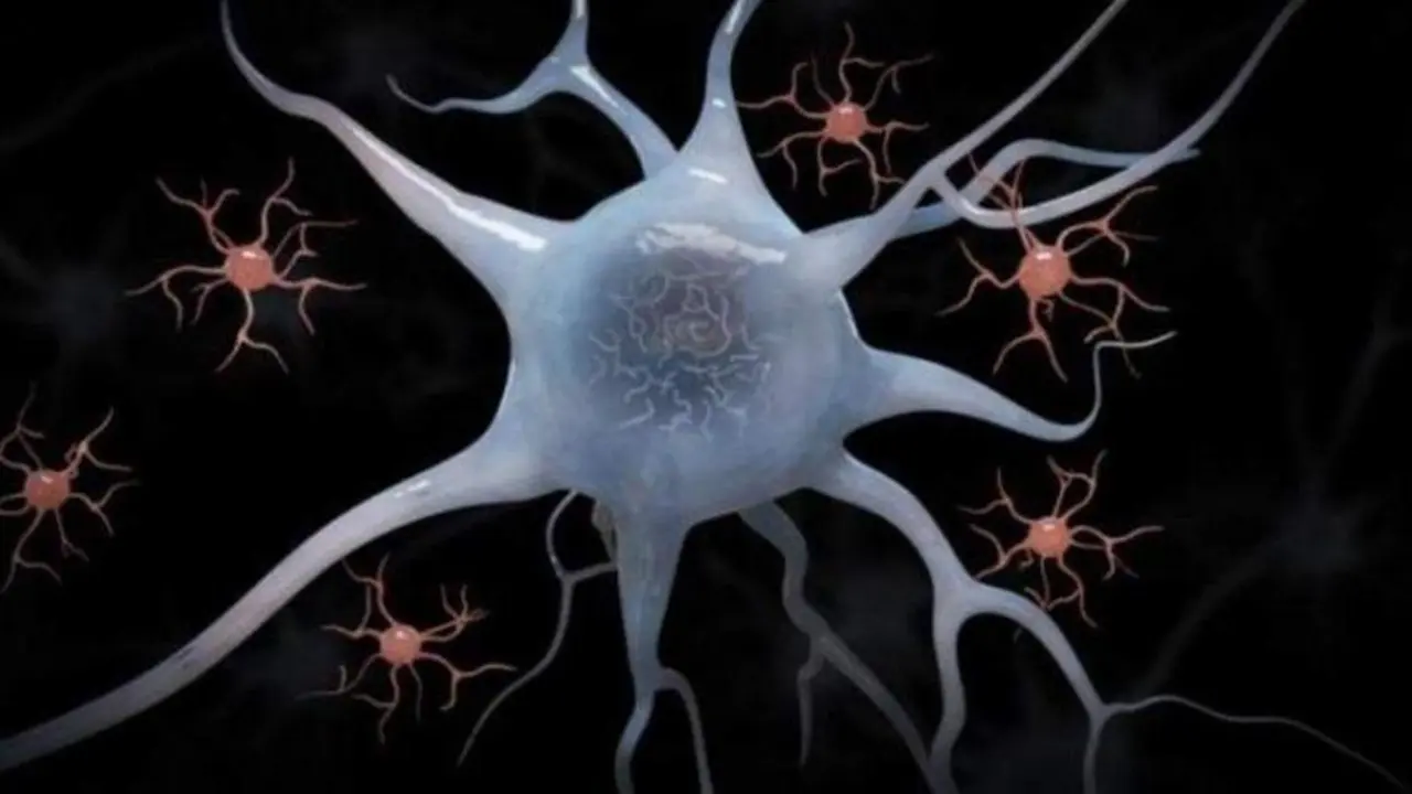 <p> Neuronas. EP </p>