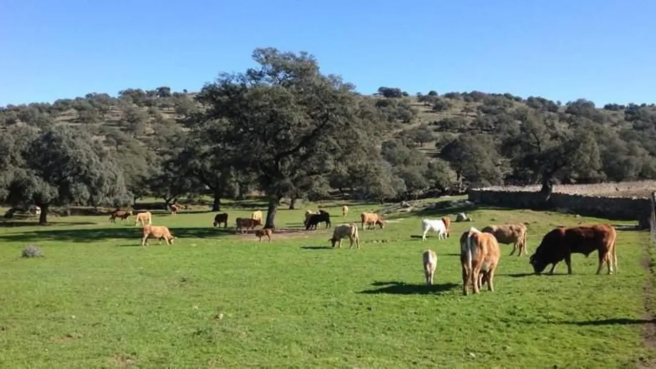 <p> Ganader&iacute;a andaluza </p>