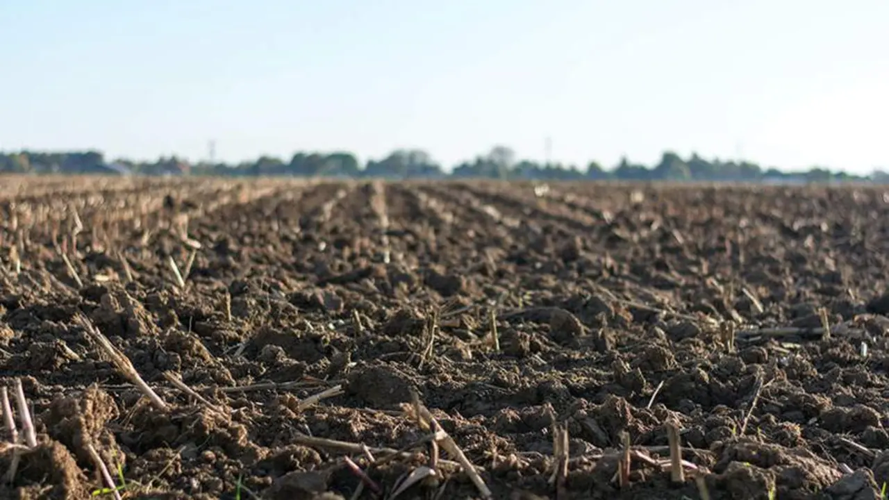 <p> Ifapa estudia las necesidades de nitr&oacute;geno, f&oacute;sforo y potasio de los cultivos. </p>