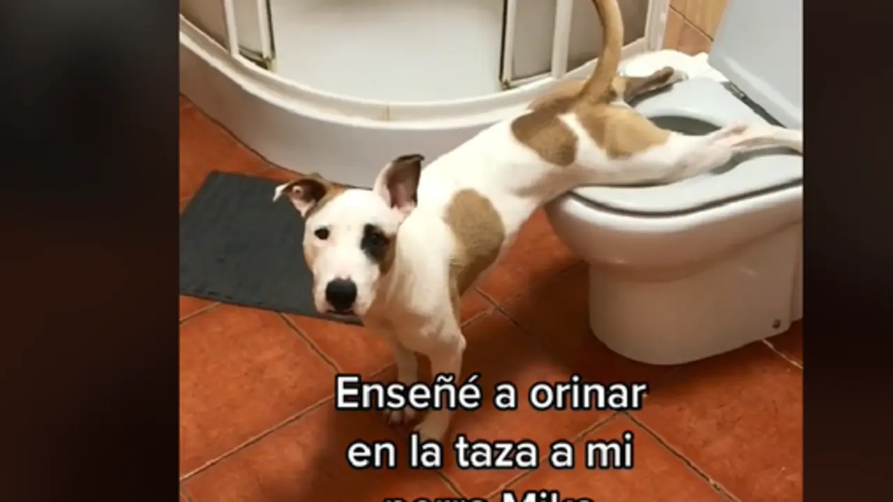 <p> Ense&ntilde;&eacute; a orinar a Miko en la taza&hellip; real o fake? @saulphdz </p>