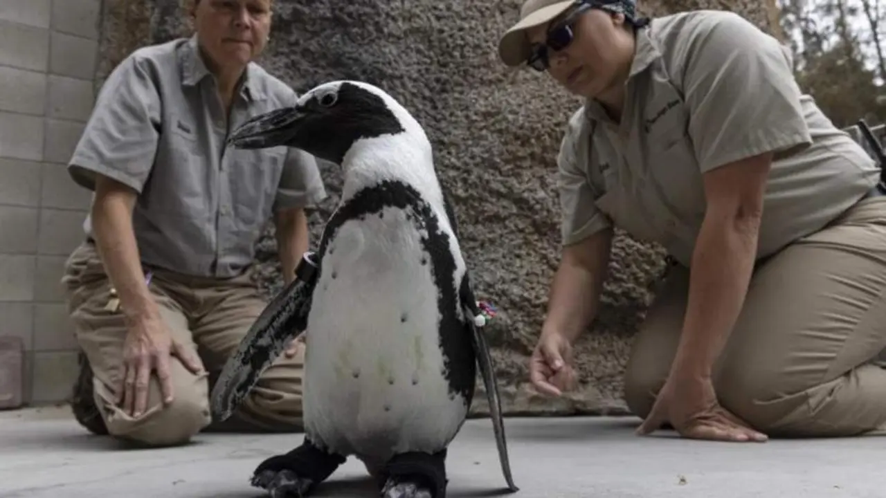 <p> El ping&uuml;ino Lucas - San Diego Zoo </p>