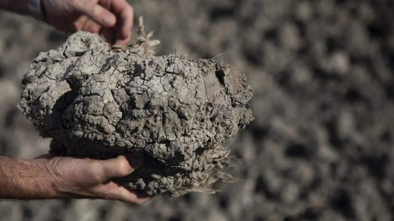 <p> Tierras de cultivo de arroz sin sembrar a causa de la sequ&iacute;a, foto de recurso </p>
