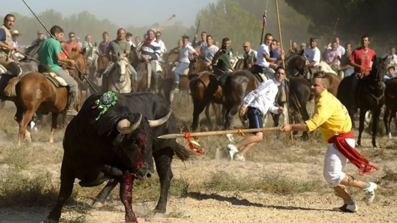 <p> Archivo - Foto del Toro de la Vega - PEDRO ARMESTRE - Archivo </p>