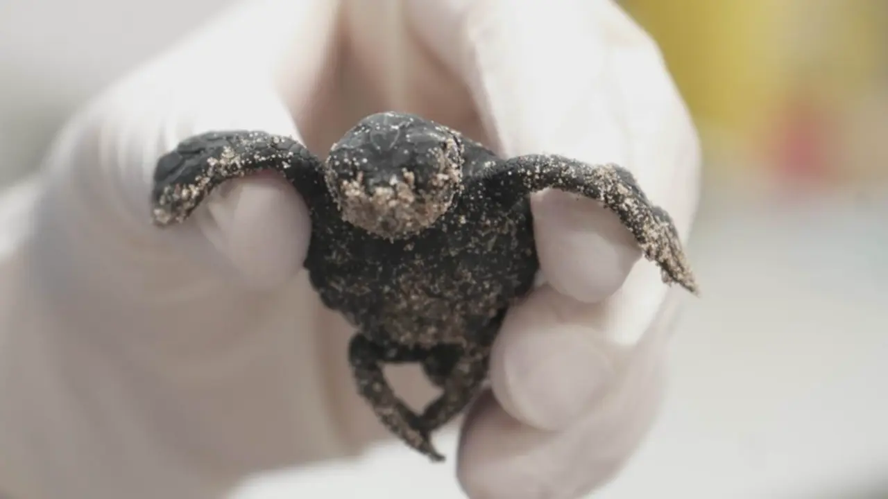 <p> Nace la primera tortuga marina del &uacute;nico nido registrado este a&ntilde;o en Espa&ntilde;a - FUNDACI&Oacute;N OCEAOGR&Agrave;FIC </p>