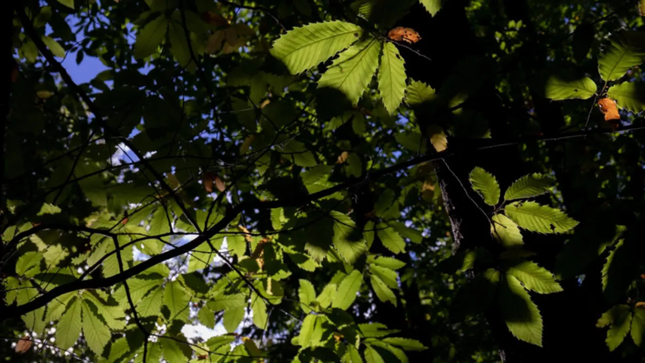 <p> Archivo - Hojas de un casta&ntilde;o ubicado en El casta&ntilde;ar de El Tiemblo, a 21 de octubre de 2021, en El Tiemblo, &Aacute;vila, Castilla y Le&oacute;n, (Espa&ntilde;a). El Casta&ntilde;ar de El Tiemblo, considerado el bosque de casta&ntilde;os m&aacute;s extenso del Sistema Central, recibe visitas de t - Rafael Bastante - Europa Press - Archivo </p>