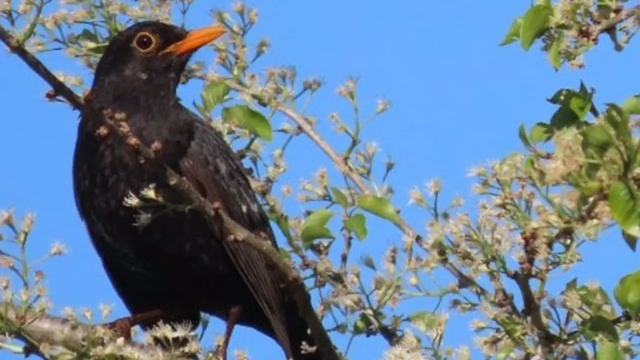 <p> Imagen de un mirlo - UV </p>